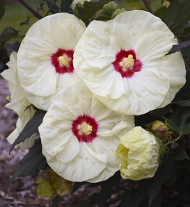 Summerific® 'French Vanilla' - Rose Mallow - Hibiscus hybrid
