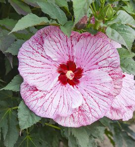 Summerific® 'Glitter Bomb' - Rose Mallow - Hibiscus hybrid