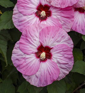 Summerific® 'Spinderella' - Rose Mallow - Hibiscus hybrid