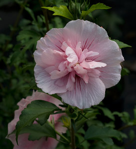 Pink Chiffon® - Rose of Sharon - Hibiscus syriacus