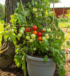High Summer™ Abundia - Dwarf Tomato - Solanum lycopersicum