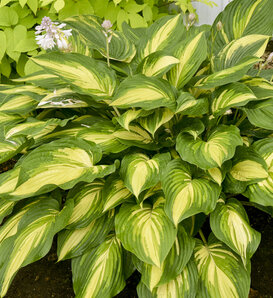 Shadowland® 'Affair to Remember' - Hosta hybrid