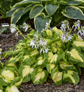 Shadowland® 'Etched Glass' - Hosta hybrid