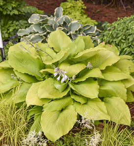 Shadowland® Giant 'Humungosaurus' - Hosta hybrid