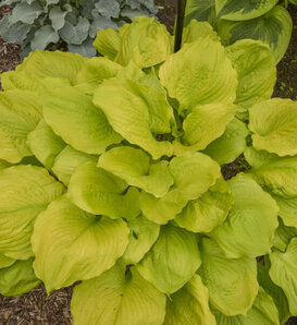 'Seasons in the Sun' - Hosta hybrid