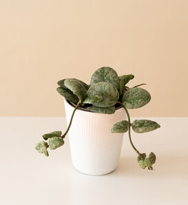 Endless Cascades® Waymaniae Kapuas - Wax Vine - Hoya quinquenervia