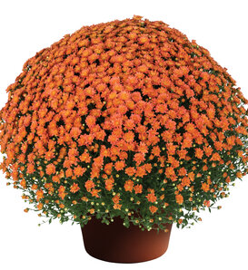 Jacqueline™ Orange Fusion - Garden Mum - Chrysanthemum morifolium