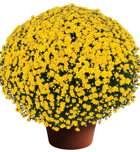 Jacqueline™ Yellow - Garden Mum - Chrysanthemum morifolium