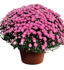Jacqueline™ Pink - Garden Mum - Chrysanthemum morifolium