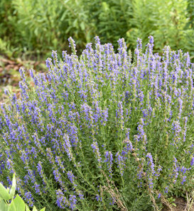 'Nectar Ninja' - Hyssopus officinalis