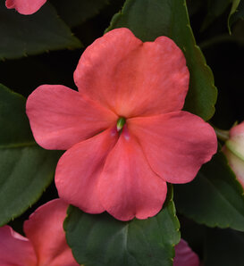 Beacon™ Coral - Walleriana Impatiens - Impatiens walleriana