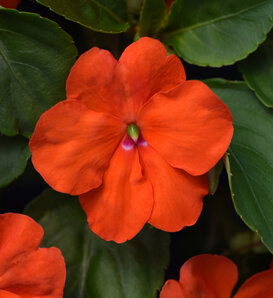 Beacon™ Orange - Walleriana Impatiens - Impatiens walleriana