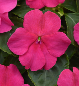 Beacon™ Rose - Walleriana Impatiens - Impatiens walleriana