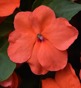 Beacon™ Salmon - Walleriana Impatiens - Impatiens walleriana