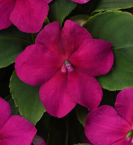 Beacon™ Violet Shades - Walleriana Impatiens - Impatiens walleriana