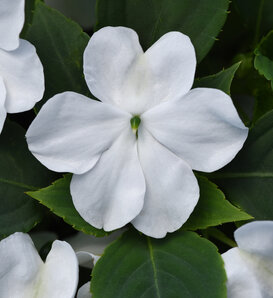 Beacon™ White - Walleriana Impatiens - Impatiens walleriana