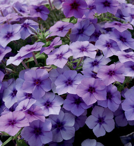 Intensia® Blueberry - Phlox drummondii