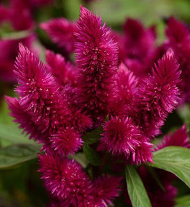 Intenz Dark Purple - Celosia argentea