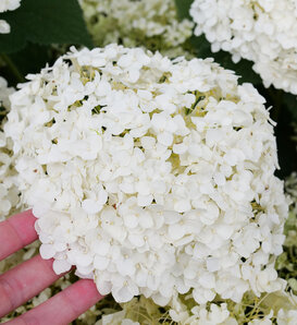 Invincibelle Wee White® 2.0 - Smooth hydrangea - Hydrangea arborescens