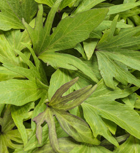 Proven Accents® Sweet Caroline Medusa™ Green - Ornamental Sweet Potato Vine - Ipomoea batatas