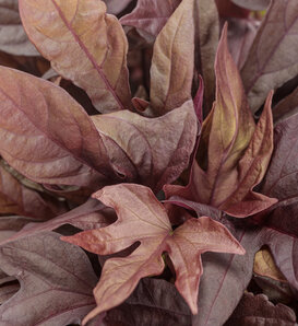 Sweet Caroline Red Hawk™ - Ornamental Sweet Potato Vine - Ipomoea hybrid