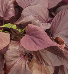 Proven Accents® Sweet Caroline Sweetheart Mahogany™ - Ornamental Sweet Potato Vine - Ipomoea hybrid