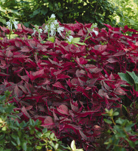 'Blazin’ Rose' - Bloodleaf - Iresine hybrid