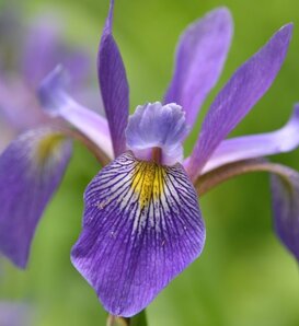 versicolor 'Purple Flame' - Blue Flag Iris - Iris Blue Flag