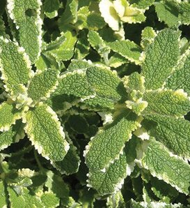 Island Pineapple™ - Mint - Mentha suaveolens variegata
