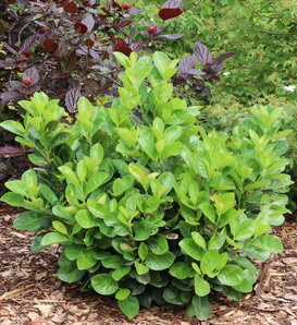 Jade Turtle™ - Cherry Laurel - Prunus laurocerasus