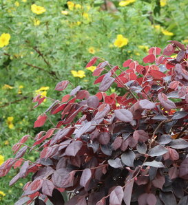 Jazz Hands® Velvet - Chinese fringe-flower - Loropetalum chinense