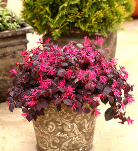 Jazz Hands® Pink - Chinese fringe-flower - Loropetalum chinense