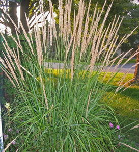 Karl Foerster - Feather Reed Grass - Calamagrostis acutiflora