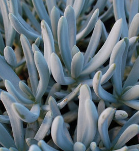 Blue Chalk Sticks - Senecio serpens