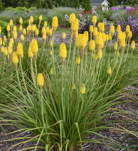 Rise & Shine™ 'Citrus Sunrise' - Red Hot Poker - Kniphofia hybrid