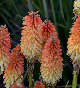 Pyromania® 'Hot and Cold' - Red Hot Poker - Kniphofia hybrid