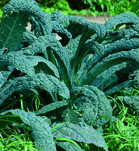 Lacinato Kale - Brassica oleracea