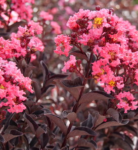 Center Stage® Coral - Crapemyrtle - Lagerstroemia indica