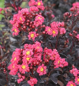 Center Stage® Pink - Crapemyrtle - Lagerstroemia indica