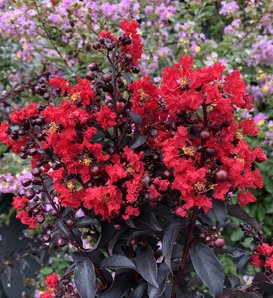 Center Stage® Red - Crapemyrtle - Lagerstroemia indica