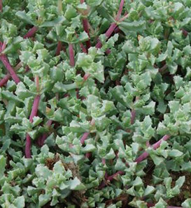 Iceplant - Lampranthus deltoides