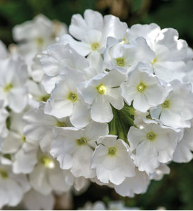 Lanai® White - Verbena hybrid