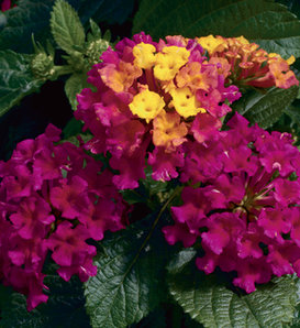 Bandana® Cherry - Lantana camara