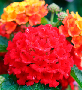 Bandana® Red - Lantana camara