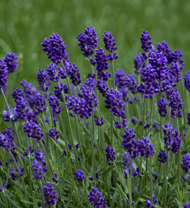 'Lavance Deep Purple - English Lavender - Lavandula angustifolia