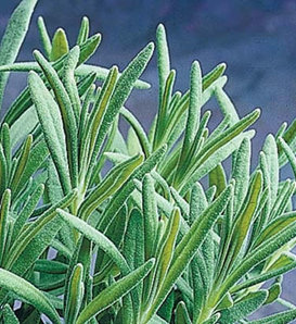 Munstead - English Lavender - Lavandula angustifolia
