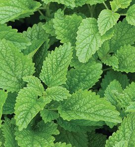 Lemon-ade Balm - Lemon balm - Melissa officinalis