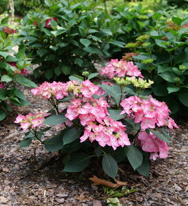 Let's Dance Hot Stepper™ - Continuous Blooming Hydrangea - Hydrangea macrophylla × serrata