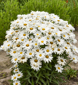 Amazing Daisies® 'Dream Big' - Shasta Daisy - Leucanthemum superbum