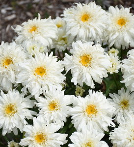 Amazing Daisies® 'Marshmallow' - Shasta Daisy - Leucanthemum superbum